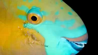 ‘Parrotfish & Shrimp’ By Michael Gallagher Check out the winning, highly commended and best of the other featured images from our Big Shot Bright and Beautiful underwater photography competition! One of the many amazing things about life underwater is just […]