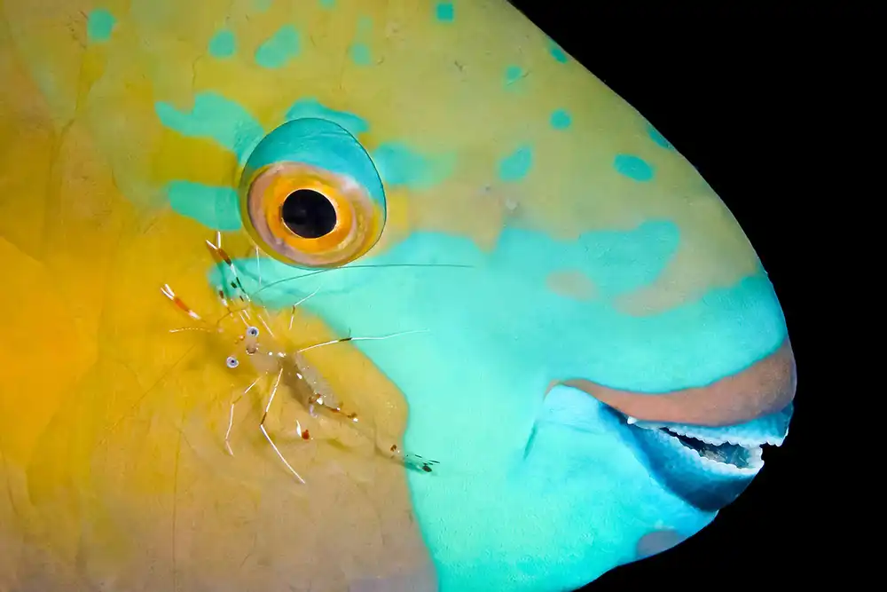 ‘Parrotfish & Shrimp’ By Michael Gallagher Check out the winning,