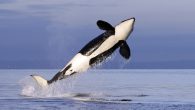 Canada is slashing and closing commercial coastal fishing on more than 100 salmon stocks and permanently downsizing the fleet through voluntary license buybacks in an urgent effort to protect wild salmon from extinction. Stating Pacific salmon are in long-term decline […]