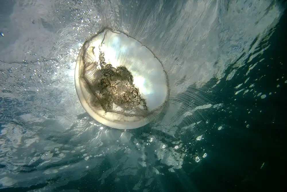 To help scientists learn more about how the UK’s waters