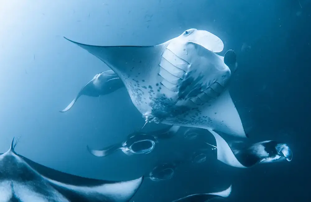 The Manta Trust has launched a week-long match-funding campaign aimed