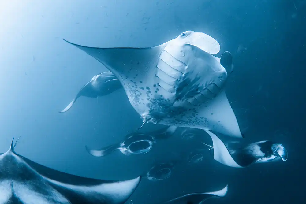 The Manta Trust has launched a week-long match-funding campaign aimed