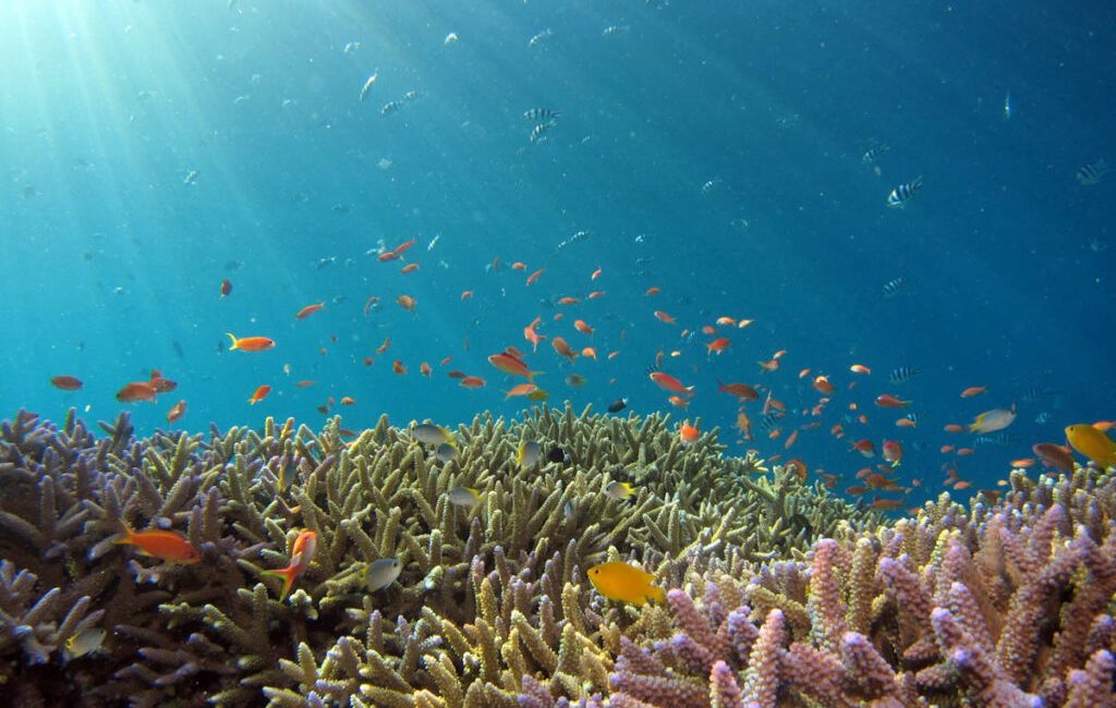 Scuba diving opens a portal to a breathtaking underwater world