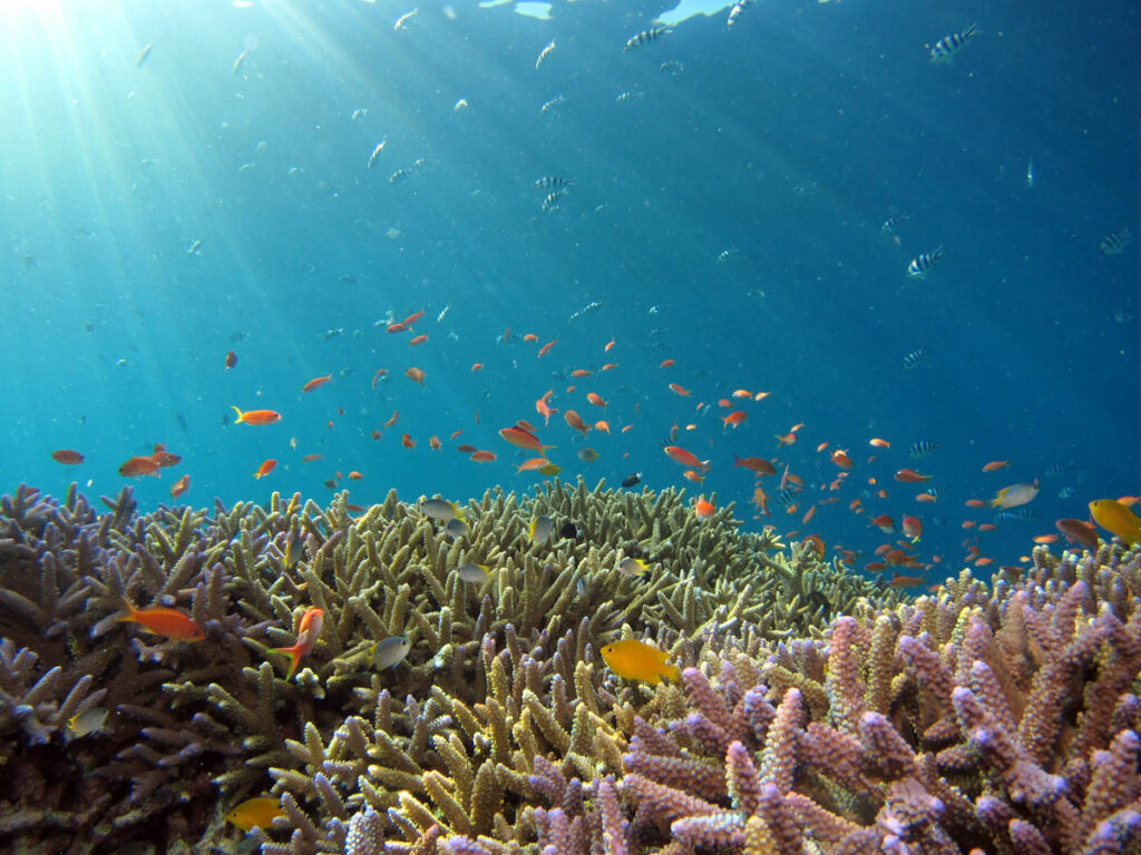 Scuba diving opens a portal to a breathtaking underwater world