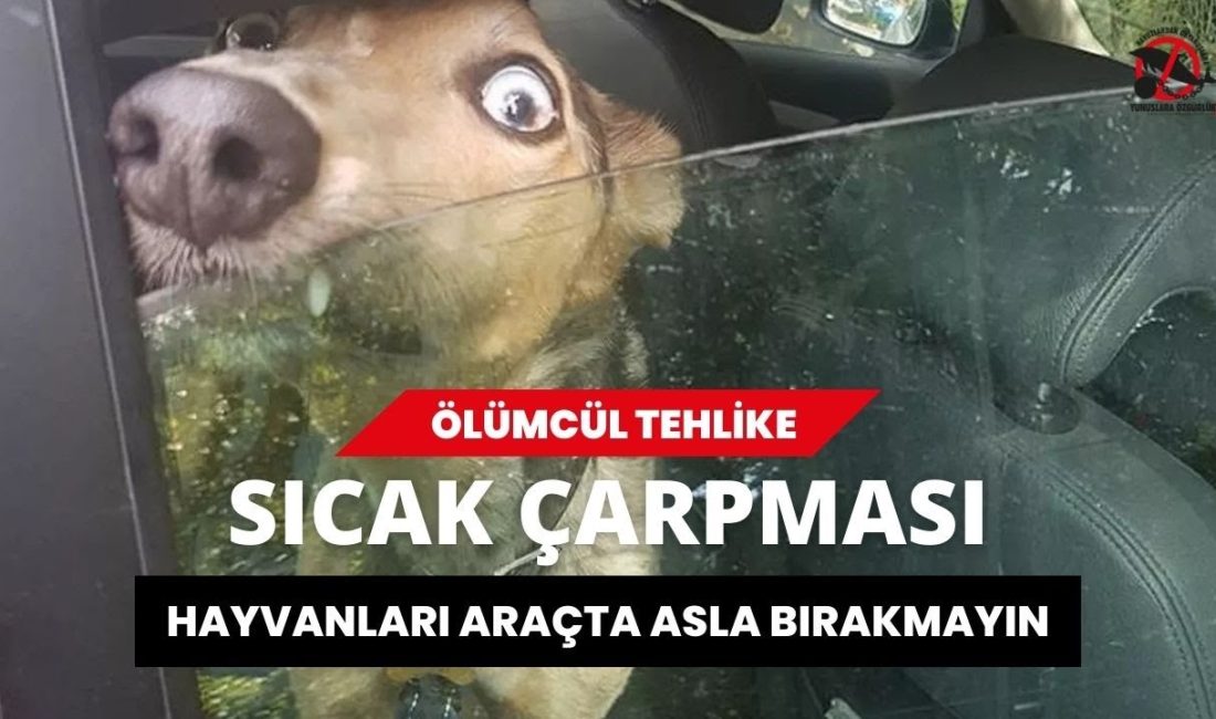 Önemli hatırlatma: Hayvanları hiçbir zaman ama özellikle sıcak havalarda, kısa