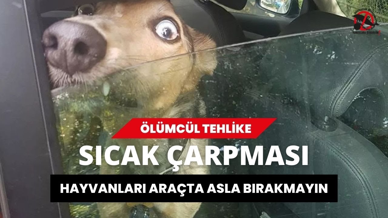 Önemli hatırlatma: Hayvanları hiçbir zaman ama özellikle sıcak havalarda, kısa