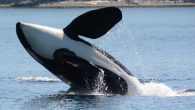 Scientists have said that if the vessel activity is reduced there is a greater chance that southern resident killer whale numbers could stop from dwindling and subsequently stabilize and even increase. If the vessel activity is reduced, then the scientists […]