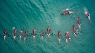Late last summer, a team of scientists from the University of British Columbia tracked southern and northern resident killer whales off the B.C. coast using cutting-edge technology that opened a new window into the lives of these charismatic creatures. The […]