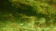 By Rita Robinson It was just after sunrise, a bright, chilly morning, light breeze, calm seas as marine biologist Nancy Caruso and her crew of two divers headed out in their small motor craft. Caruso, instrumental in rebuilding the kelp […]