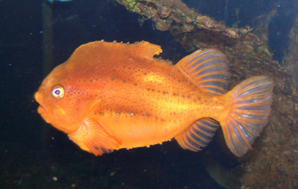“Meet the Pacific spiny lumpsucker — a ping pong ball