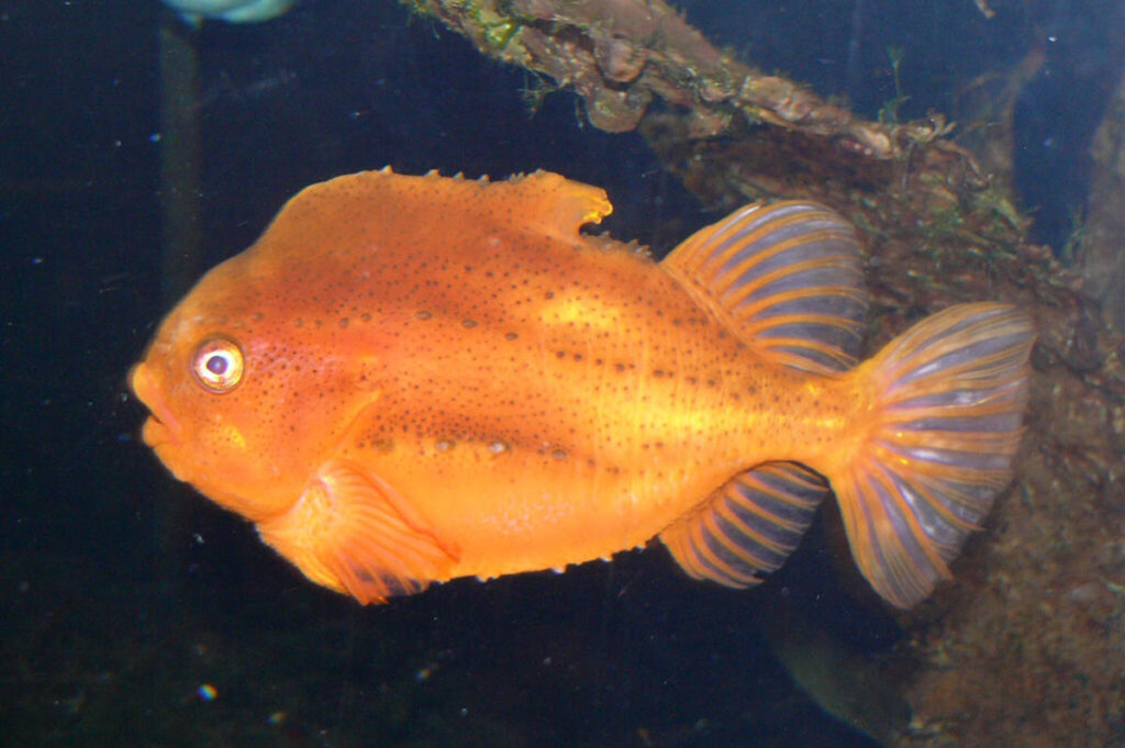“Meet the Pacific spiny lumpsucker — a ping pong ball
