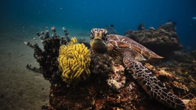 Summer diving does not have to mean luxury liveaboards, private