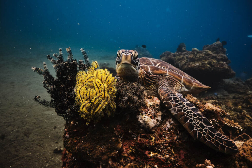 Summer diving does not have to mean luxury liveaboards, private