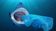 By Zach Fitzner In our plastic filled world, fish often ingest microplastics. What few people may know is that when fish eat microplastics, they also ingest progesterone. A new study shows that a chemical reaction between microplastics and digestive fluid […]