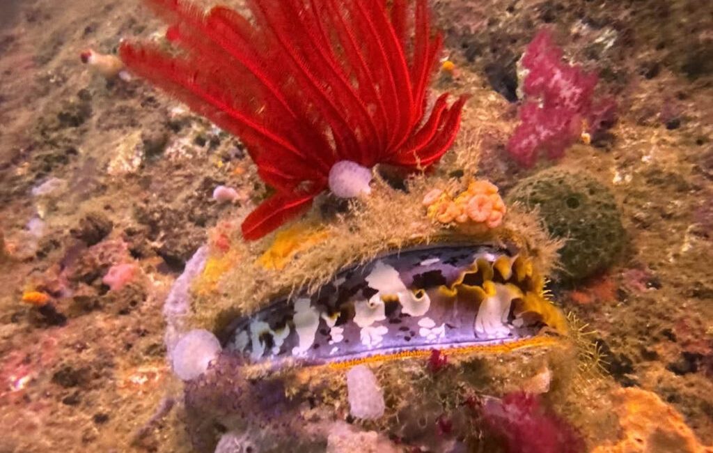 Enter the 2025 Global Underwater Photo Contest – Presented by
