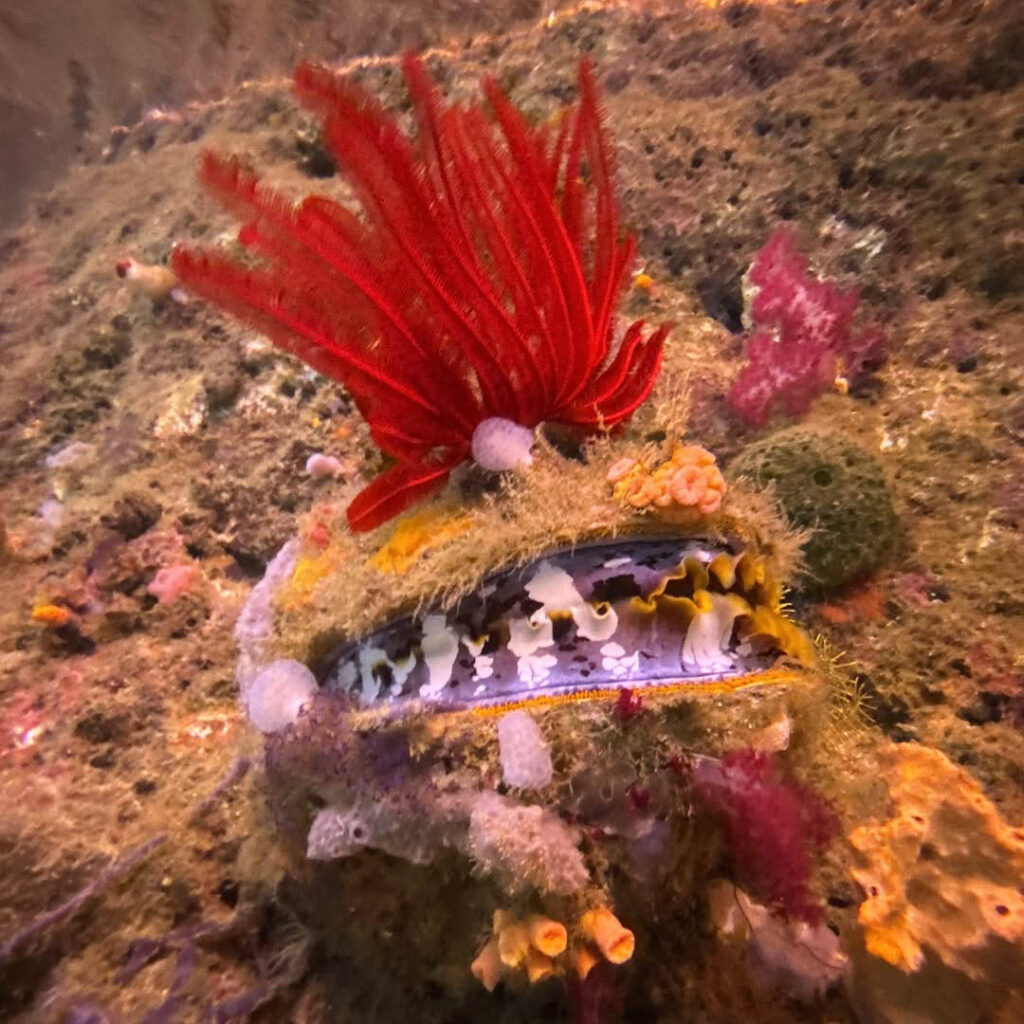 Enter the 2025 Global Underwater Photo Contest – Presented by