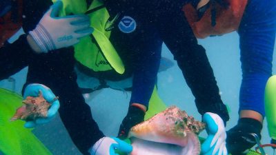NOAA bilim insanlarıyla birlikte çalışan öğrenciler, Porto Riko genelindeki kraliçe