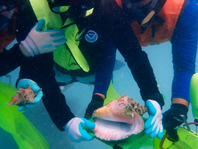 NOAA bilim insanlarıyla birlikte çalışan öğrenciler, Porto Riko genelindeki kraliçe