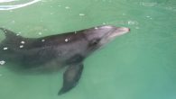 By Nikki Sheaks GULF COUNTY, Fla. (WJHG/WECP) – In spite of rescue efforts, the stranded dolphin that was taken into rehabilitation at Gulf World Marine Institute died Wednesday night. Staff at the institute say the 350-pound dolphin succumbed to her […]