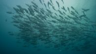 CARLOS SALINAS MALDONADO American country is rich in biodiversity but it is also one of the countries most threatened by climate change. On June 8 – World Oceans Day – it announced it would expand a marine reserve in its […]