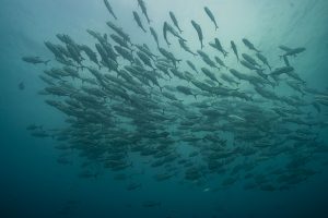 CARLOS SALINAS MALDONADO American country is rich in biodiversity but