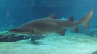 After swimming free for an incredible 9 591 days – that’s 26.2 years – a ragged tooth shark (Carcharias taurus) was recaptured with the same tag with which it was originally released. March 13 was an historic day for the […]