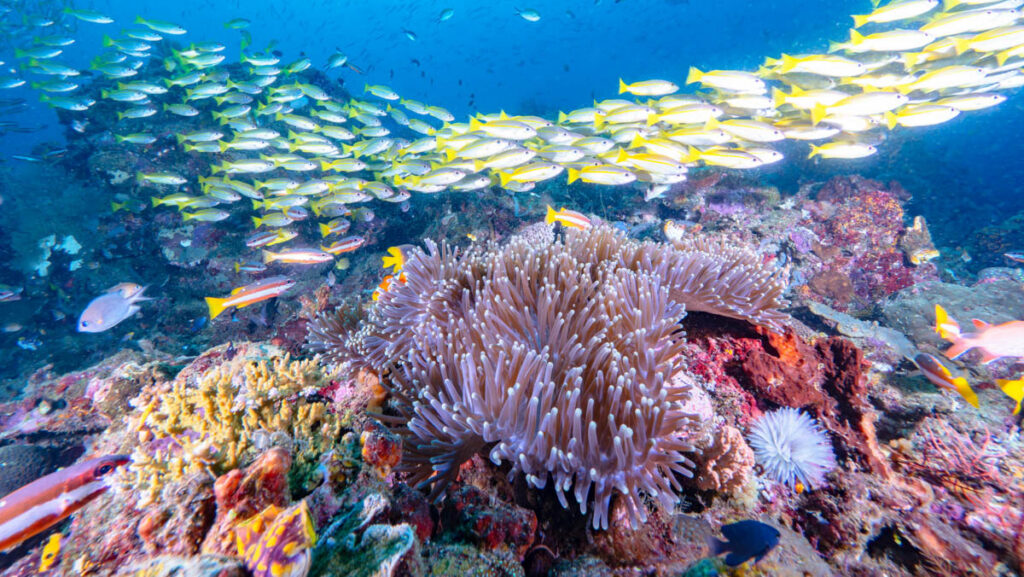 Raja Ampat – A Tale of Two Reefs Celia and I had been looking forward to this adventure