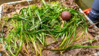 Seagrass grown in a lab using ‘Seagrass Mat Technology’ (Photo: Ocean Conservation Trust) England’s largest seagrass restoration effort in the Plymouth Sound Special Area of Conservation (SAC) and the Solent Maritime SAC has been brought to an end after five […]
