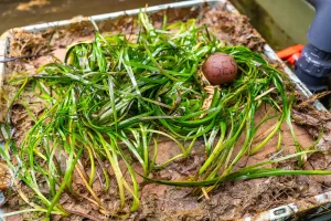 Seagrass grown in a lab using ‘Seagrass Mat Technology’ (Photo: