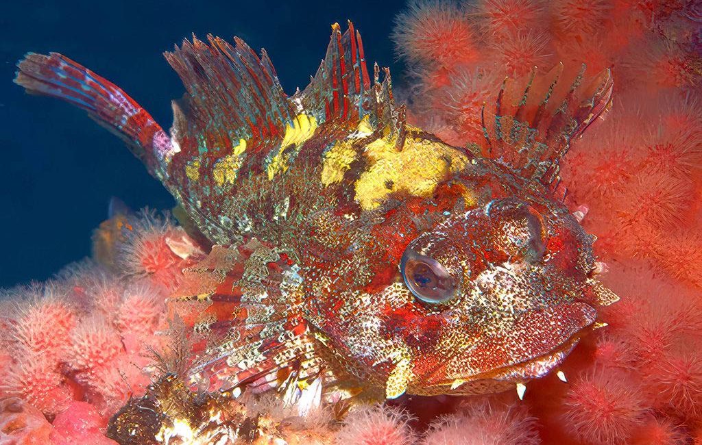 In British Columbia, the Red Irish Lord (Hemilepidotus hemilepidotus) has