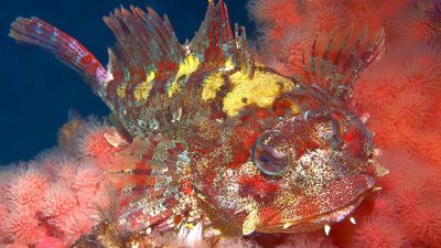 The Red Irish Lord: Canada’s Master of Underwater Camouflage In British Columbia, the Red Irish Lord (Hemilepidotus hemilepidotus) has