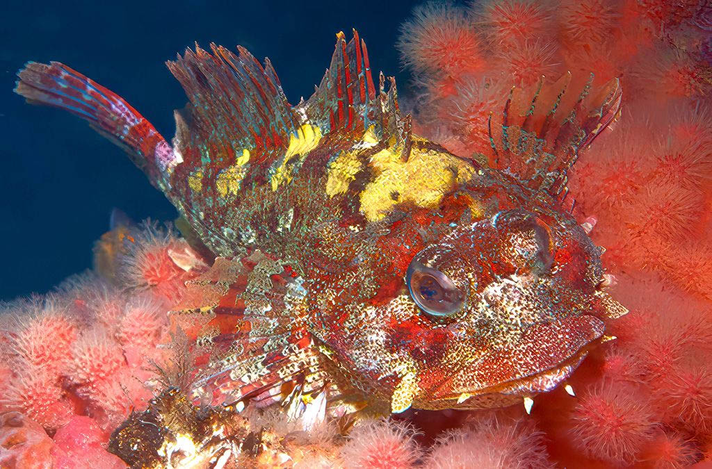 In British Columbia, the Red Irish Lord (Hemilepidotus hemilepidotus) has