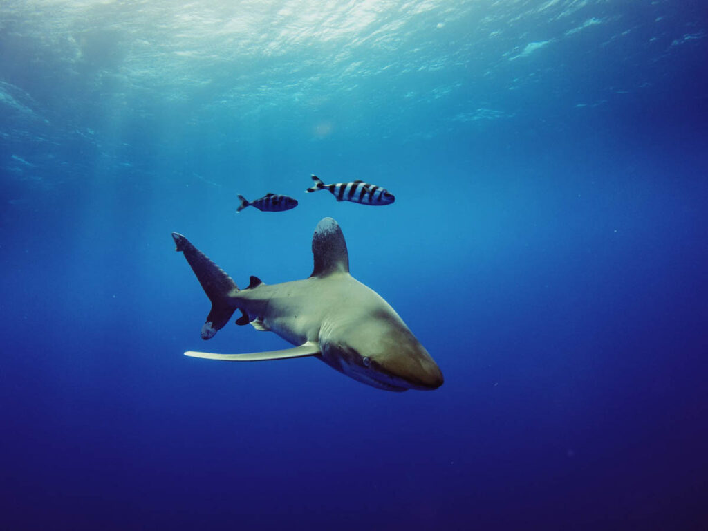 Sharks excite the imagination, and they provoke fear. For divers