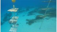 Yearly, the Sea of Change Foundation supports innovative conservation projects around the world, including past and present projects focusing on coral reef restoration and resilience. Now, in support of Reef Renewal’s coral restoration efforts in the Caribbean, the Foundation is pleased to have helped support […]