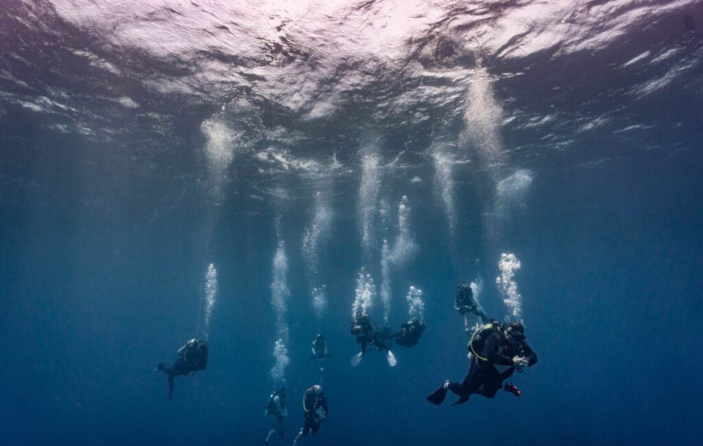 In July, divers aboard the Turks & Caicos Explorer Il did