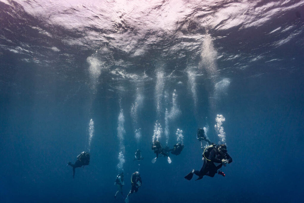 In July, divers aboard the Turks & Caicos Explorer Il did