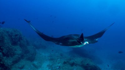 From deep offshore reefs to unexpected manta encounters, Mozambique’s Inhambane