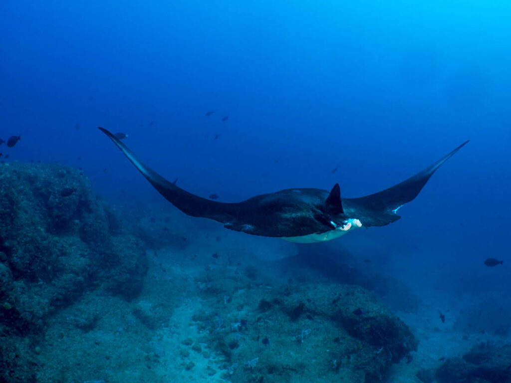 From deep offshore reefs to unexpected manta encounters, Mozambique’s Inhambane