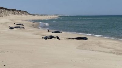 On June 10, the Marine Animal Response Society (MARS) was