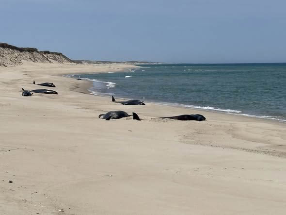 On June 10, the Marine Animal Response Society (MARS) was