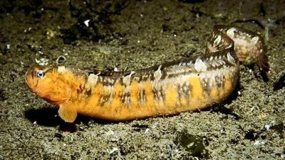 “Among the hidden rewards of muck diving in British Columbia