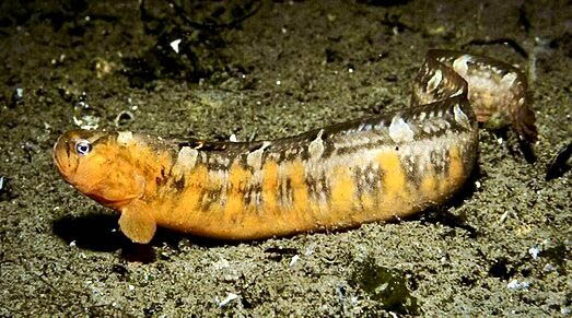 “Among the hidden rewards of muck diving in British Columbia