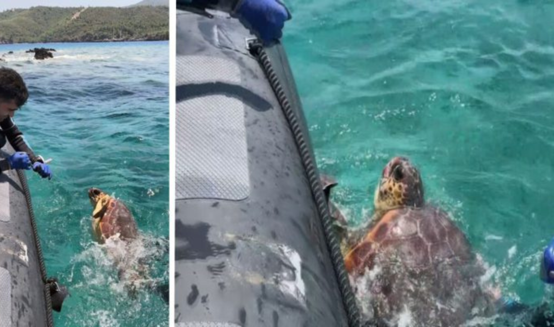 Akdeniz Koruma Derneği üyeleri, bilimsel izleme çalışmaları sırasında ağlara takılmış