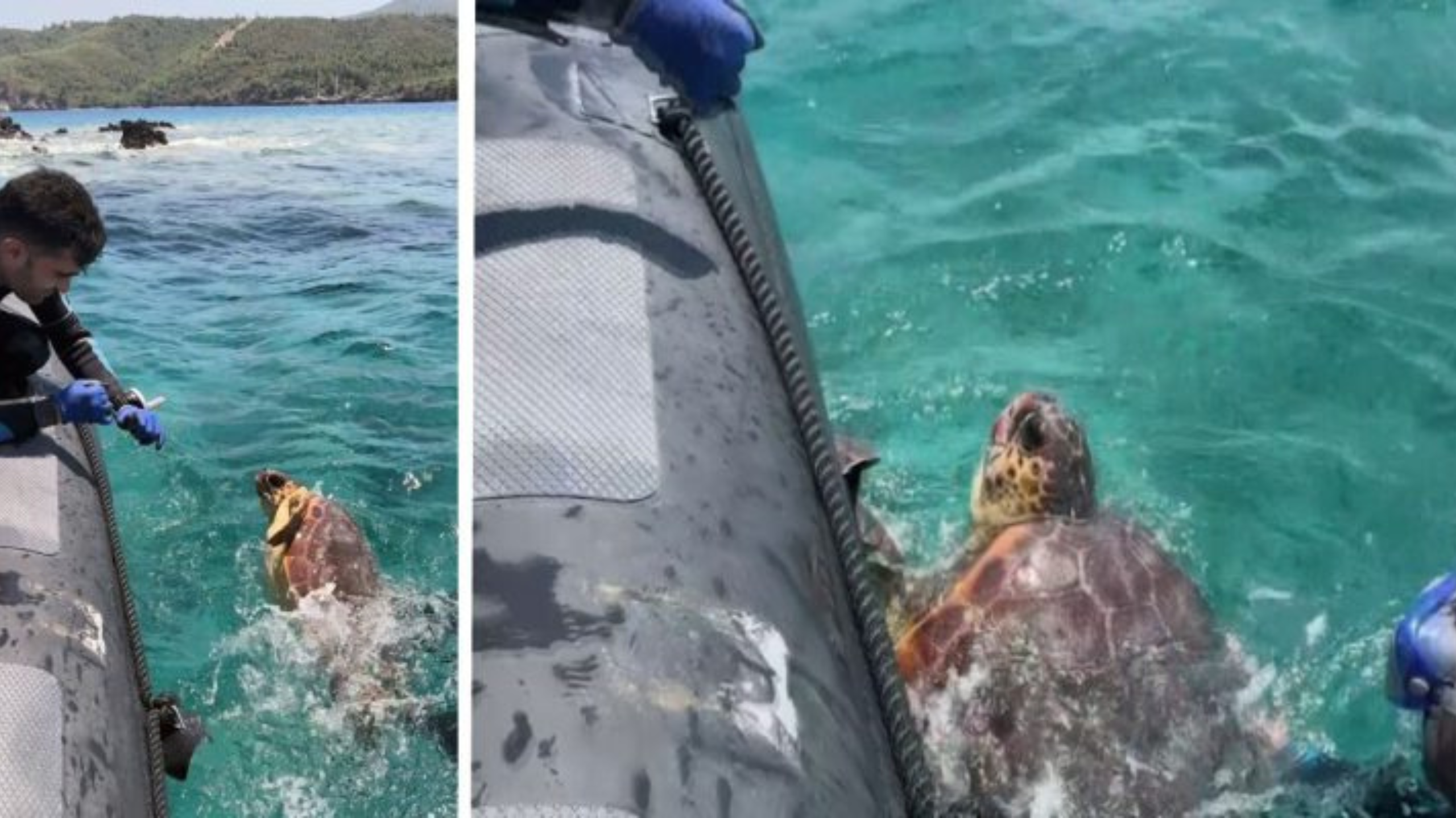 Akdeniz Koruma Derneği üyeleri, bilimsel izleme çalışmaları sırasında ağlara takılmış