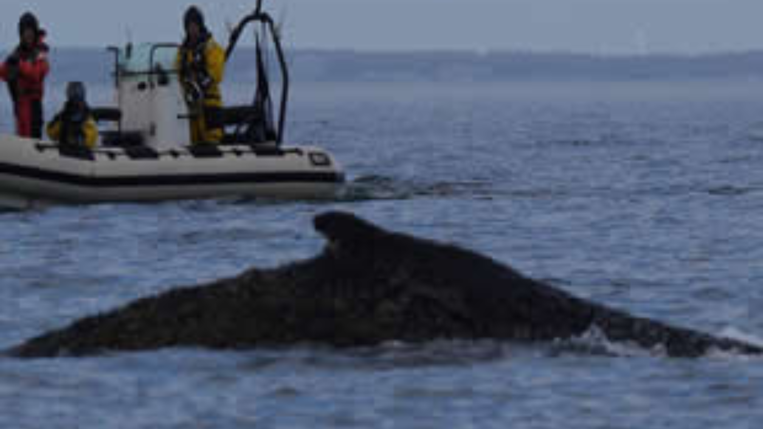 Kambur balina Timmy ölüme terkedildi Haftalar boyunca Almanya'nın Baltık Denizi kıyılarında sürüklenen kambur balinayı kurtarma