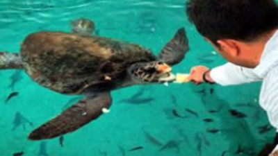 DEKAMER’den tatilcilere caretta caretta uyarısı Bayram tatili öncesi DEKAMER Proje Asistanı Fatih Polat, denize naylon