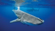 St Helena’s seasonal aggregation of whale sharks is one of the most important in the world (Photo: Danny Copeland) Charged with looking after a Marine Protected Area twice the size of Great Britain, the isolated South Atlantic island of St […]