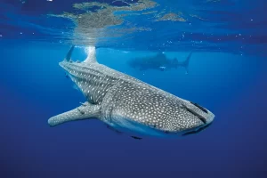 St Helena’s seasonal aggregation of whale sharks is one of
