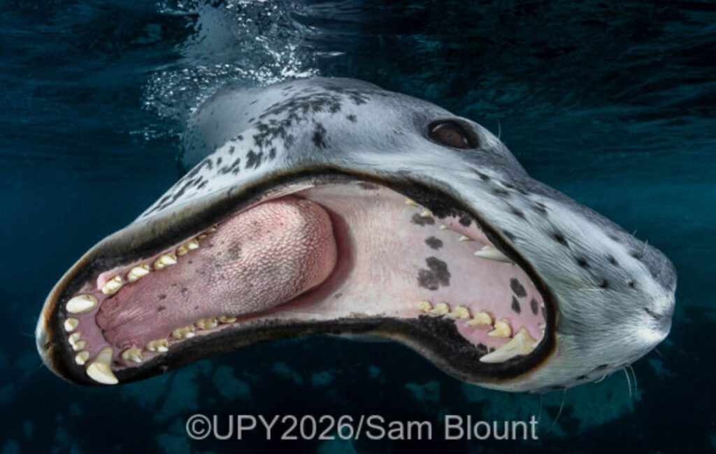 Emerging Talent Recognised as Sam Blount Named 2026 Up and Coming Underwater Photographer of the Year American underwater photographer Sam Blount has been named the 2026