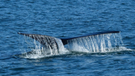 A number of whales have been spotted in the idyllic seaside town of Hermanus in recent days. Southern Right Charters (SRC), a Hermanus-based whale watching and chartering company, spotted Mira, after three years, over the weekend. The whale was last […]